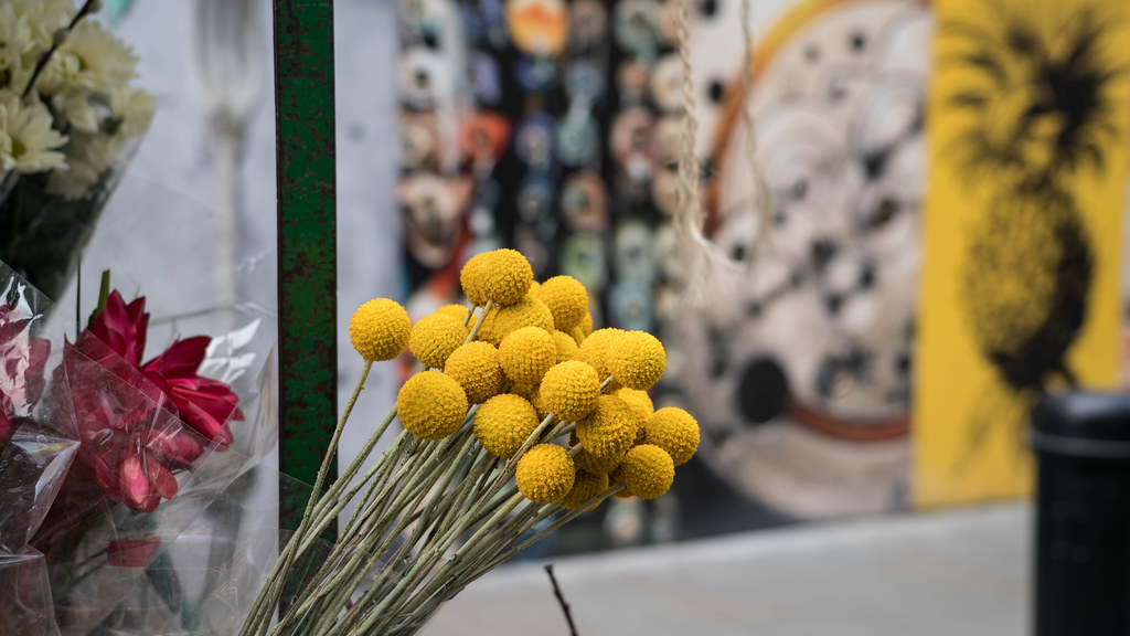 Craspedia aka Billy Buttons