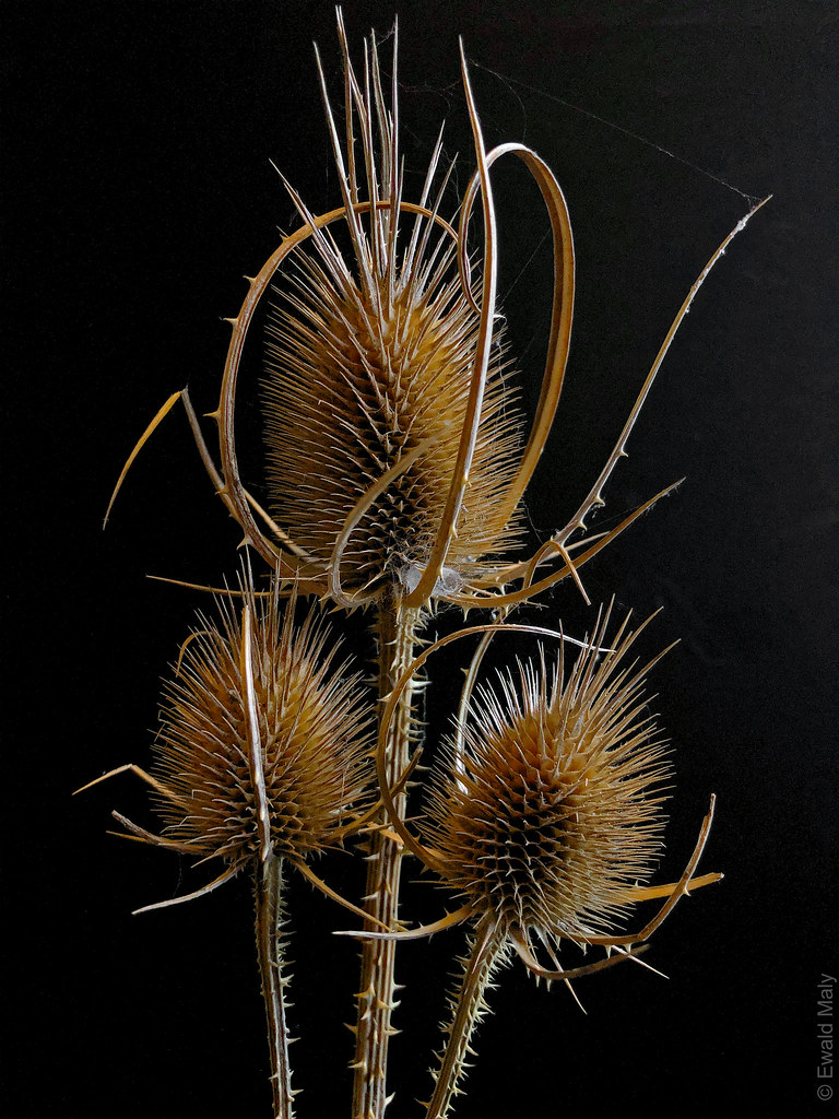 Teasel - Dipsacus Fullonum